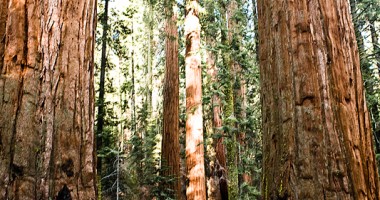 Lessons From Giant Sequoias
