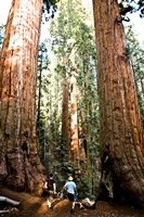 Giant sequoias can teach us lessons