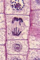Microscopic view of cell division