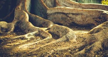 What Kind of Roots Do You Have in the Faith?